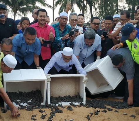 Kawasan pembangunan pertanian bersepadu (iada) batang lupar. 1,922 Anak Penyu Dilepaskan Ke Laut - Teganukita.net