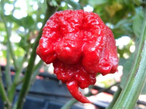 What Are The Worlds Hottest Chili Peppers Carolina Reaper Seeds