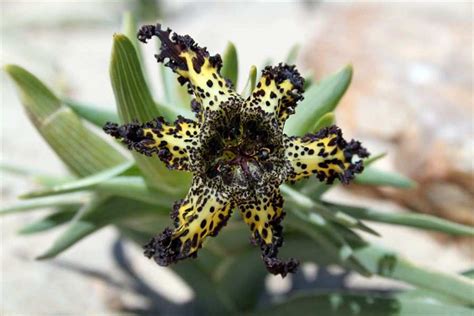 Ferraria Crispa Subsp Crispa