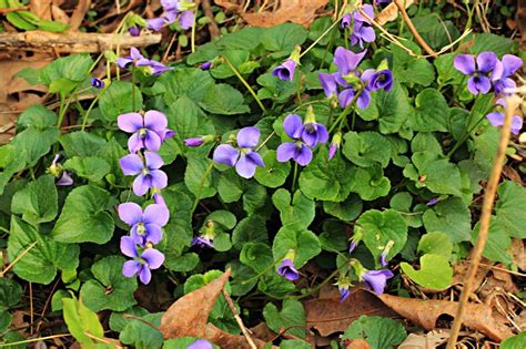 Purple Flowers Of Ohio Best Flower Site