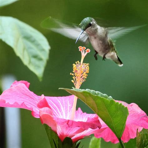 8 Flowers That Attract Hummingbirds Taste Of Home