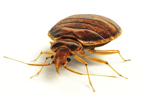 The Dreaded Hitchhikersthe Bed Bugs Northwest Exterminating