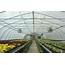 Free Standing Greenhouse  Jaderloon By Co