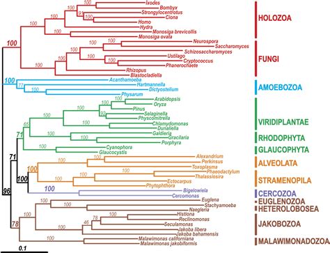 Toward Resolving The Eukaryotic Tree The Phylogenetic Positions Of Jakobids And Cercozoans