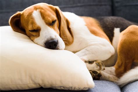Funny Beagle Dog Tired Sleeps On Pillow On Couch Pet On Furniture