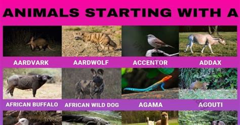 Animals that Start with A: Useful List of 45+ Animals Starting with A
