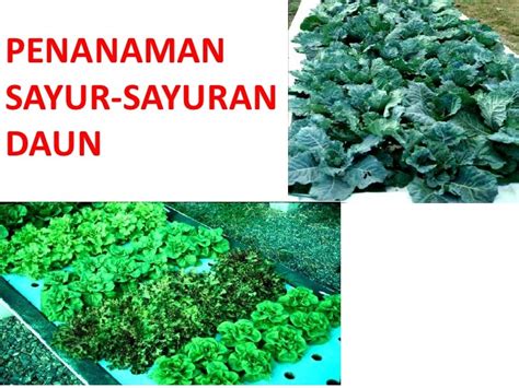 Populer 23+ Penanaman Sayur