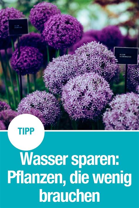 Sie überstehen frost und kälte. Pflanzen mit geringem Wasserbedarf - GARDENA | Garten ...