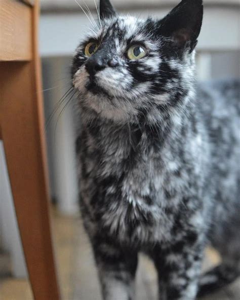 Meet Scrappy The 19 Year Old Black Cat Who Grew A Unique