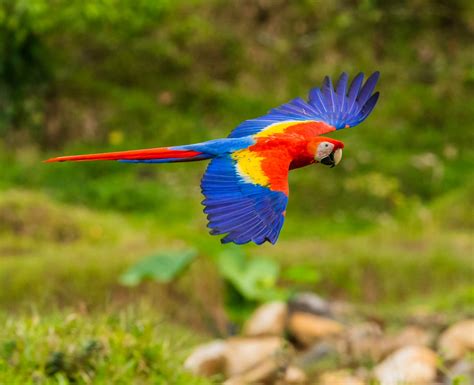 One Of Costa Ricas Most Beautiful Birds The Scarlet Macaw Or Lapas