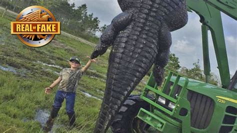 It is animated by fanworks and forest hunting one, and ran on nhk e from april 1, 2014 to february 10, 2015. RECORD SIZE GIANT ALLIGATOR - Real or Fake? - YouTube