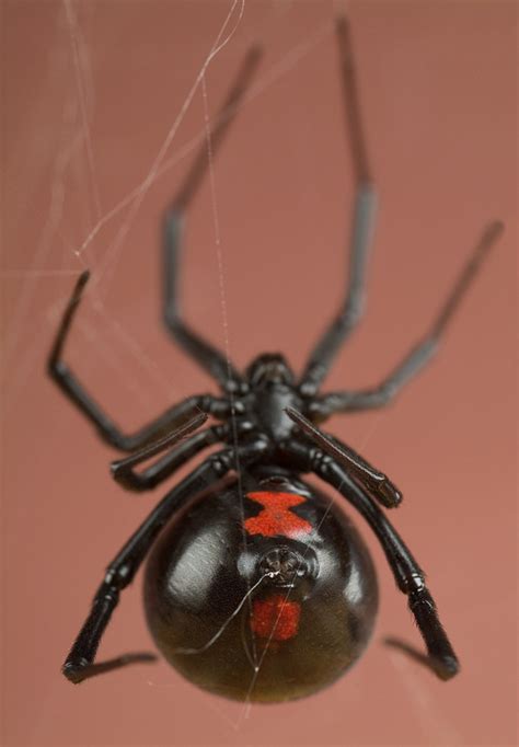 How To Identify Venomous House Spiders Dengarden