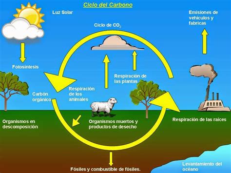 Din Mica De Ecosistemas Actividad De Aprendizaje Ciclo Del Nitr Geno Carbono Y Oxigeno