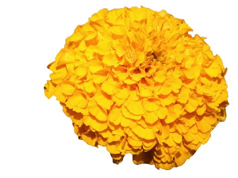 Mexican Marigold Flower Yellow Yellow Marigold Png Download 1200