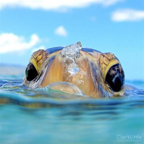 Hawaiian Green Sea Turtle Honu Coming Up For Air Photography By