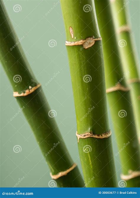 Tiges En Bambou Image Stock Image Du Nature Tiges Centrale