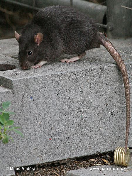 Black Rat Photos Black Rat Images Nature Wildlife Pictures Naturephoto