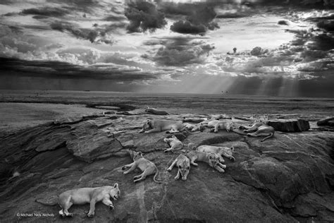 Wildlife Photographer Of The Year 2014 Winners Announced