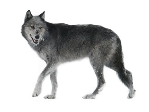 A fun image sharing community. Wolf PNG