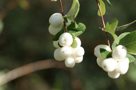 Snowberries Beside Our Drive In Autumn Sunshine Andy Andrew Fogg