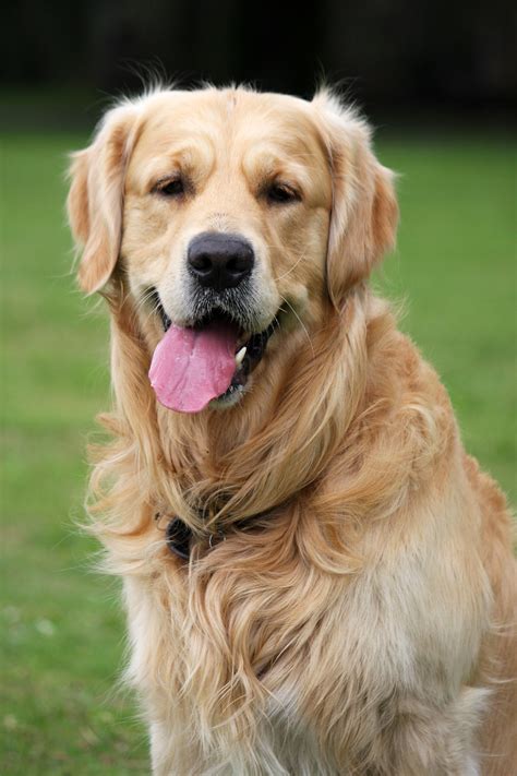 Золотистый Собака Фото Telegraph