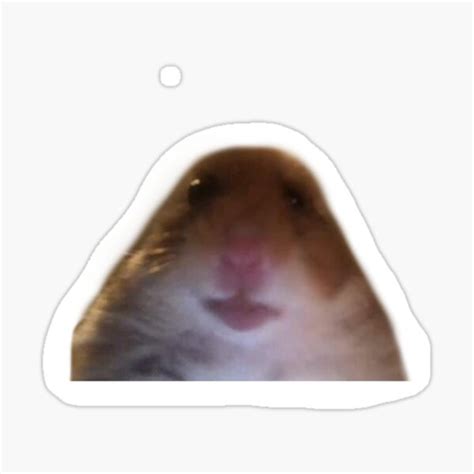 Hamster Staring Meme Sticker For Sale By Solisantoyo Redbubble