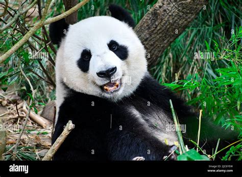 A Happy Panda Smiling At The Camera Stock Photo Alamy