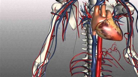 Away From Heart Are Called Arteries And Their Very Small De Anatomy Of