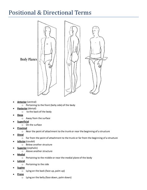 Body Planes And Anatomical Directions Worksheet Promotiontablecovers