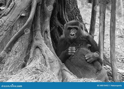 Gorilla Stock Photo Image Of Black Nature Hugging 34819492