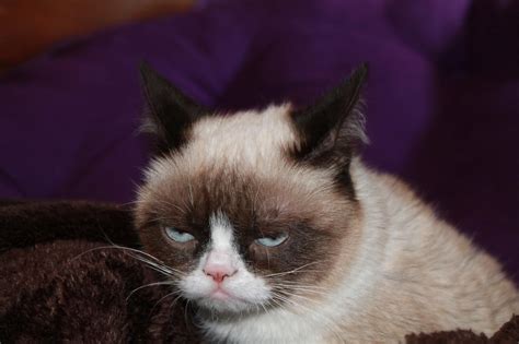 That Look Grumpy Cat Quotes Funny Grumpy Cat Memes Funny Cats Funny
