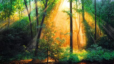 Green Trees Forest In Sunlight Sunrise Background Glow Morning Hd
