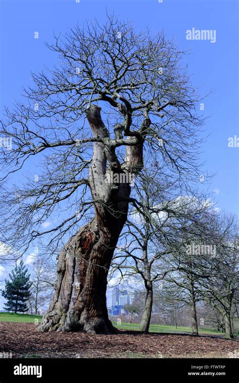 Old Oak Tree Uk Hi Res Stock Photography And Images Alamy