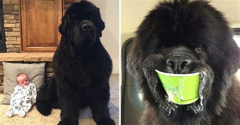 10 Hilarious Pics That Show Just How Enormous Newfoundland Dogs Are