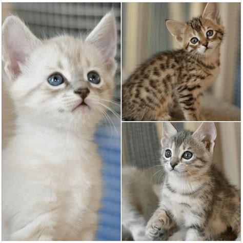 Unfortunately we have suspended all international sales at. Savannah Cats For Sale | Idaho Falls, ID #305694 | Petzlover