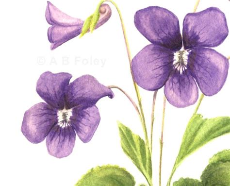 Original Watercolor Botanical Painting Common Violet A B Foley