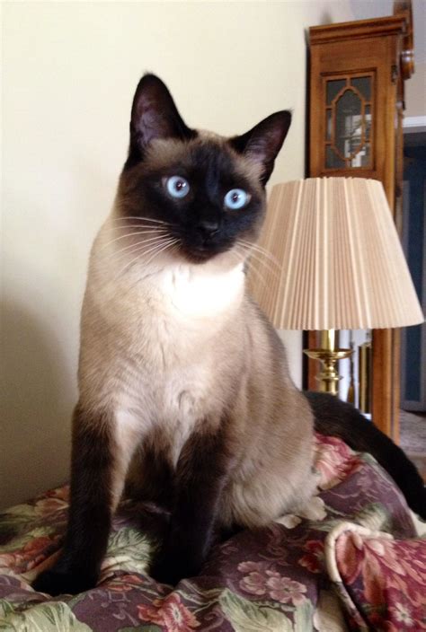 I get along with most anyone. Siamese cat TALKS for the camera | Beautiful cats, Cats ...