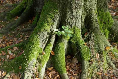How Does Moss Grow On Trees And Why Outdoor Moss