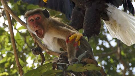 Eagles Attack Monkeys By Surprise Whether The Monkey Can Escape