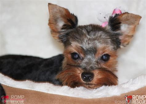 Fee includes spay or neuter, city license, rabies inoculation*, booster for. Chicago Yorkie Puppy Rescue - ROMP Italian Greyhound ...