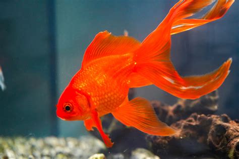 12 Types Of Goldfish To Consider For Your Aquarium