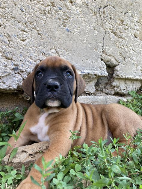 Our puppies will bring happiness to your life for many years. Boxer Puppies For Sale | Cocolamus, PA #332726 | Petzlover