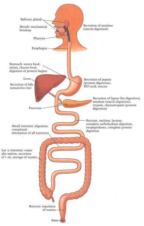 Digestive System Anatomy Human Digestive System Human Anatomy Chart