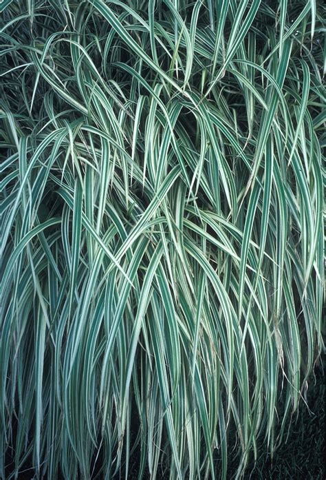 Miscanthus sinensis (Chinese silvergrass): Go Botany