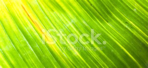 Banana Leaves Texture Stock Photo Royalty Free Freeimages