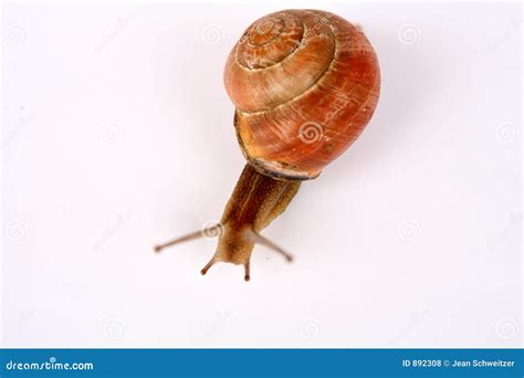 Snails Stock Photo Image Of Small Farm Snails Closeup 892308