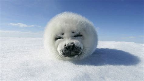 Funny Seal Wallpapers Top Free Funny Seal Backgrounds Wallpaperaccess