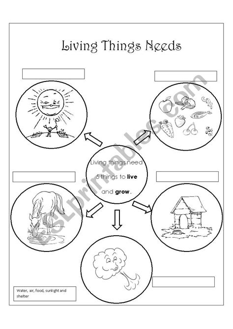 Basic Needs Of Living Things Worksheet Escolagersonalvesgui