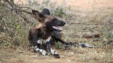 Mpala Live Field Guide African Wild Dog Mpalalive