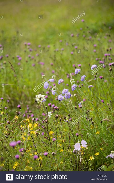 Purple Wildflowers In A Field Stock Photo Alamy